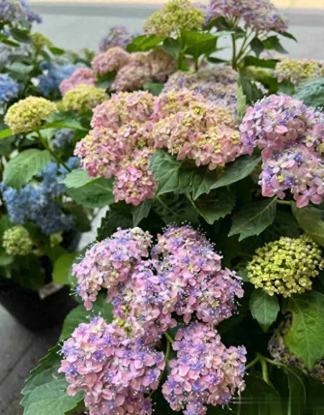 绣球的养护 绣球的养护