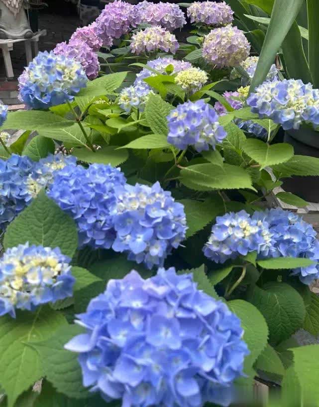 第一点就要, img, 养绣球别晒 第一点就要, img, 养绣球别晒