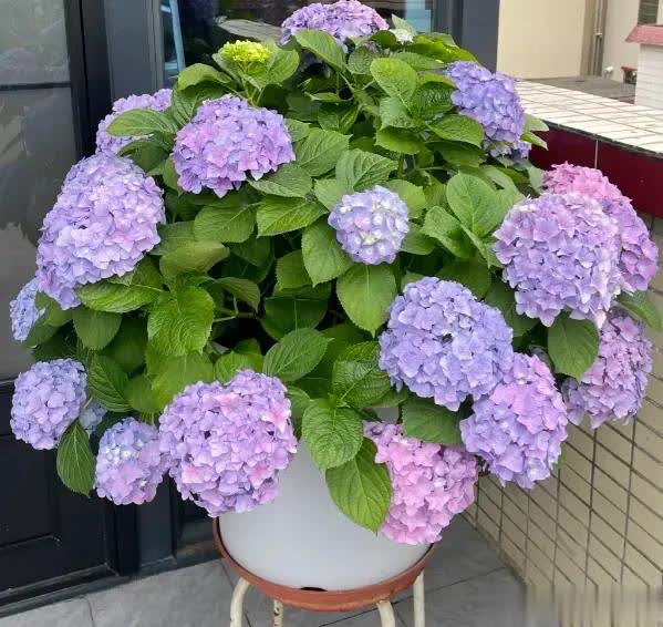 很大, 加开花的数 很大, 加开花的数